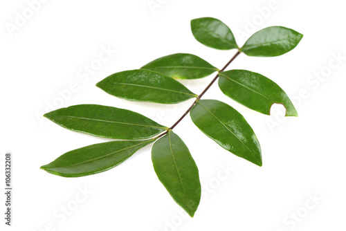 Tongkat Ali (Eurycoma longifolia jack)Leaves, Medicinal herbs Thailand. © wasanajai