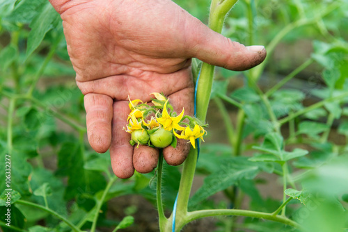 Obraz na plátně Tomato seedling before planting into the soil, greenhouse plants, drip irrigatio