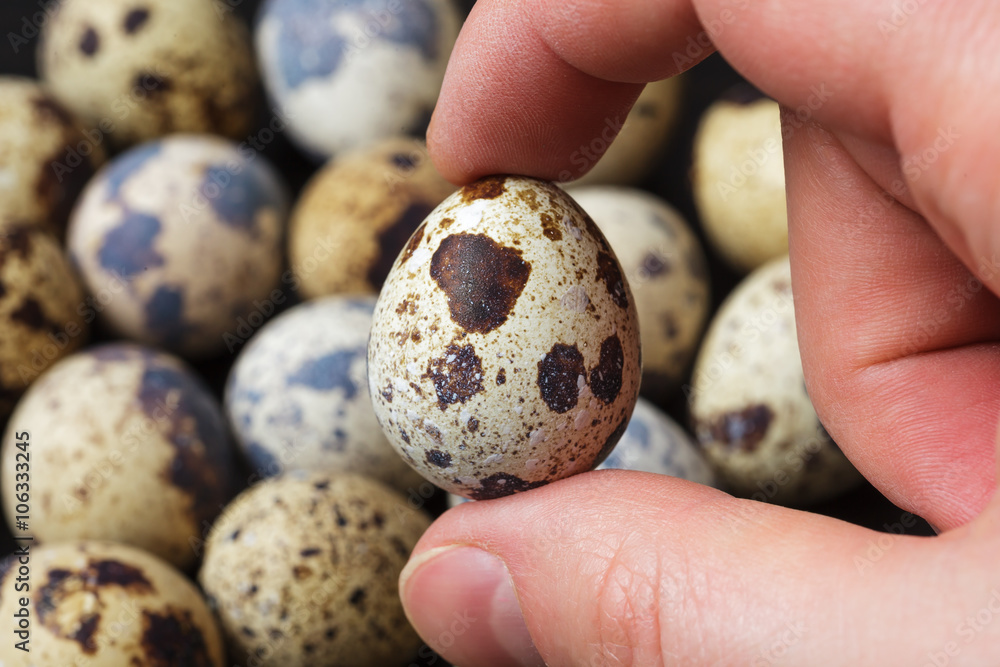 cook checks the quality of products. quail eggs in a hand cook checks the quality of products. quail eggs in a hand