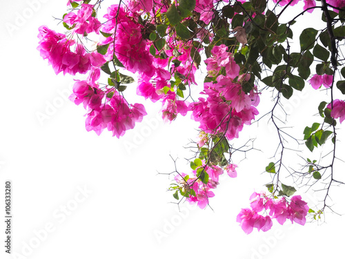 Pink Bougainvillea flower photo