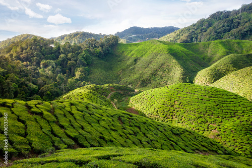 View of valley with tea plantations in Cameron Highlands