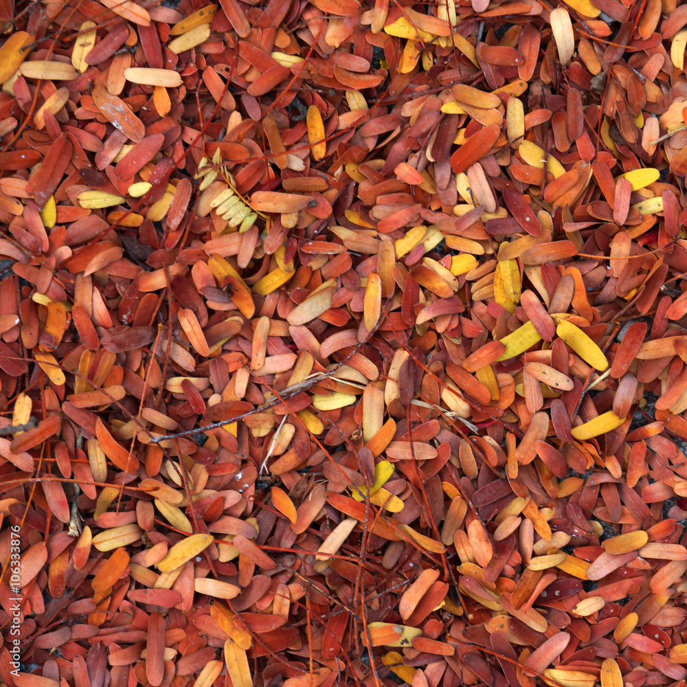 Dry tamarind leaves on the ground Dry tamarind leaves on the ground