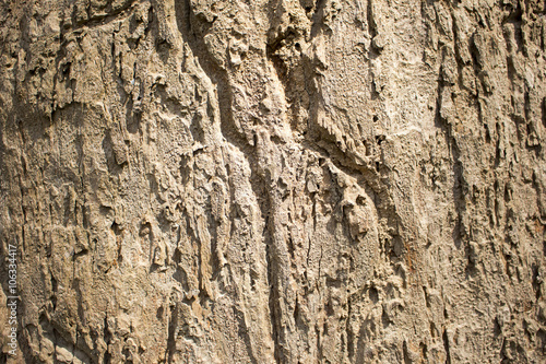 brown texture of tree bark