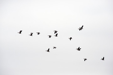 Wandcirkels Vogel Wilde ganzen in vlucht  © mema