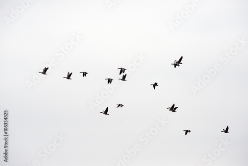 Canvas Print Flock of wild geese