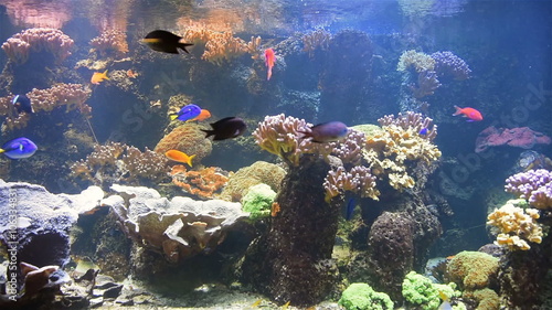 Exotic Deep See Fish In Aquarium