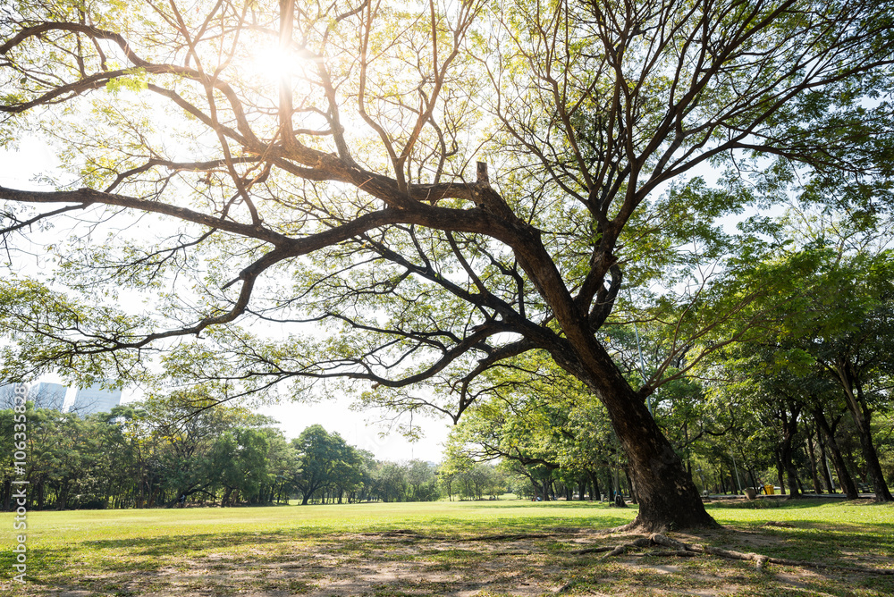 Obraz premium Big tree in the park