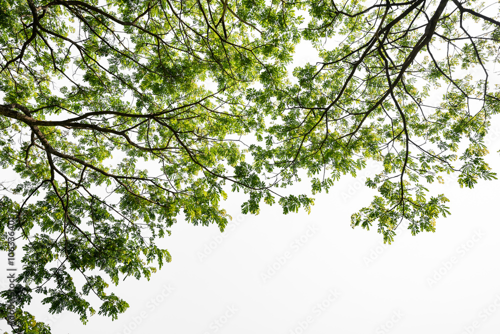 Obraz premium green tree branch isolated