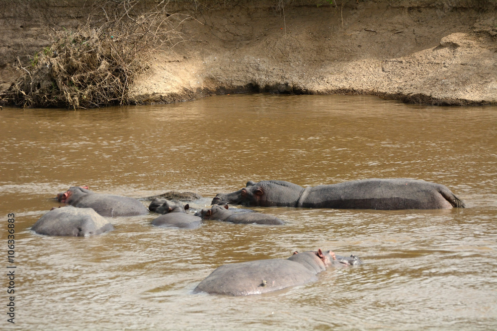 Hippos, Maasai Mara Game Reserve, Kenya Hippos, Maasai Mara Game Reserve, Kenya