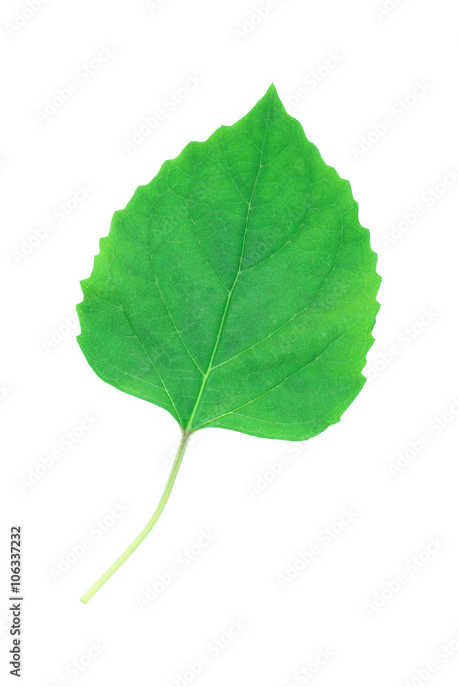 One green leaf with stem isolated on white One green leaf with stem isolated on white