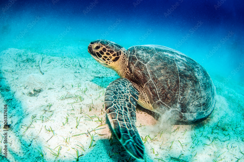 Obraz premium Sea Turtle