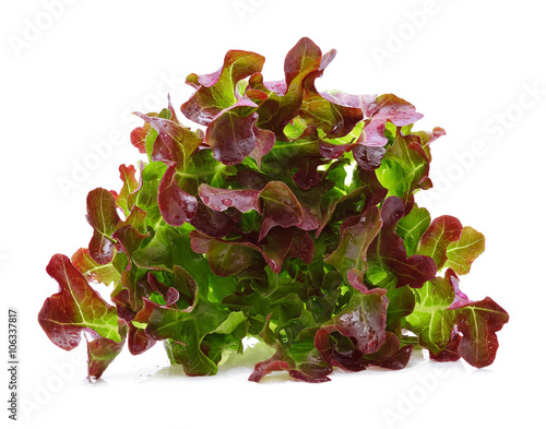 Red Oak Leaf lettuce with water drops isolated on white backgrou