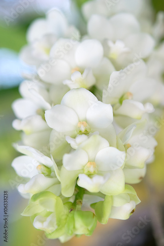 closeup orchid flower
