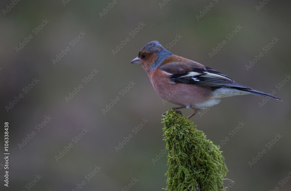 Fototapeta premium pinson des arbres