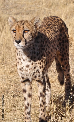 Rund 300 Leoparden leben noch in Namibia. 