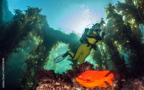Fototapeta Naklejka Na Ścianę i Meble -  Garibaldi Fish at Catalina Island, USA