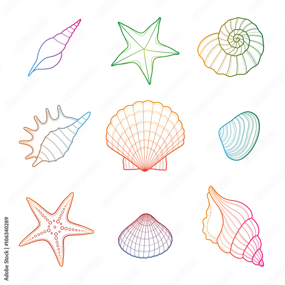 Shells and starfish set