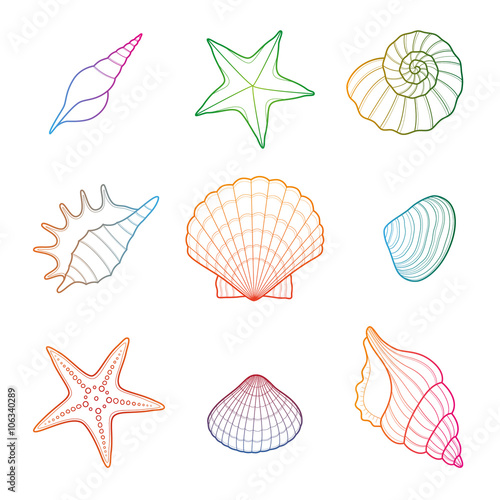 Shells and starfish set