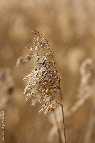 autumn grass, close-up 