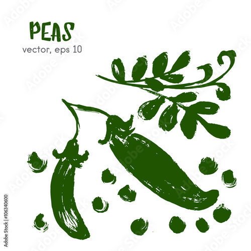 Sketched vegetable illustration of peas. Hand drawn brush food i