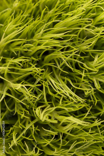 Green grass macro