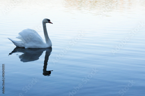  white swan swimming in lake 