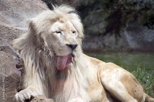 Fototapeta Naklejka Na Ścianę i Meble -  humorous portrait of a male lion sticking his tongue out