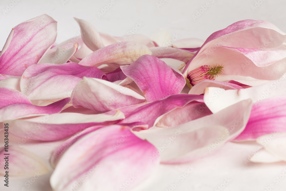 Kobus magnolia petals on white background