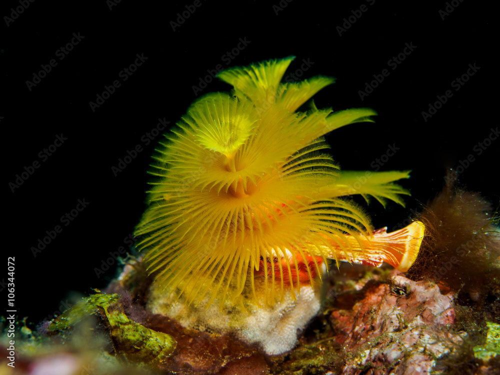 Obraz premium Yellow Christmas tree tube worm coral on reef