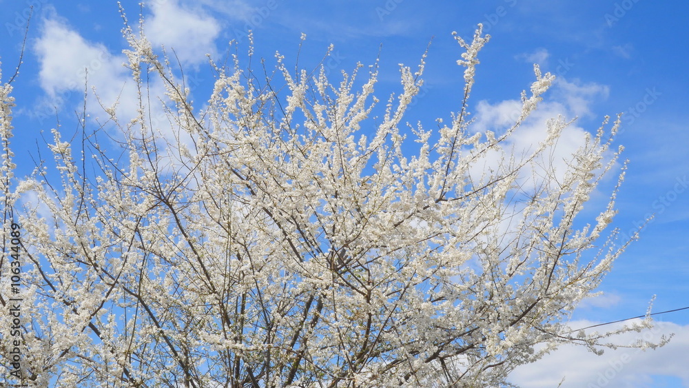 spring flowering branches of trees against the blue sky spring flowering branches of trees against the blue sky