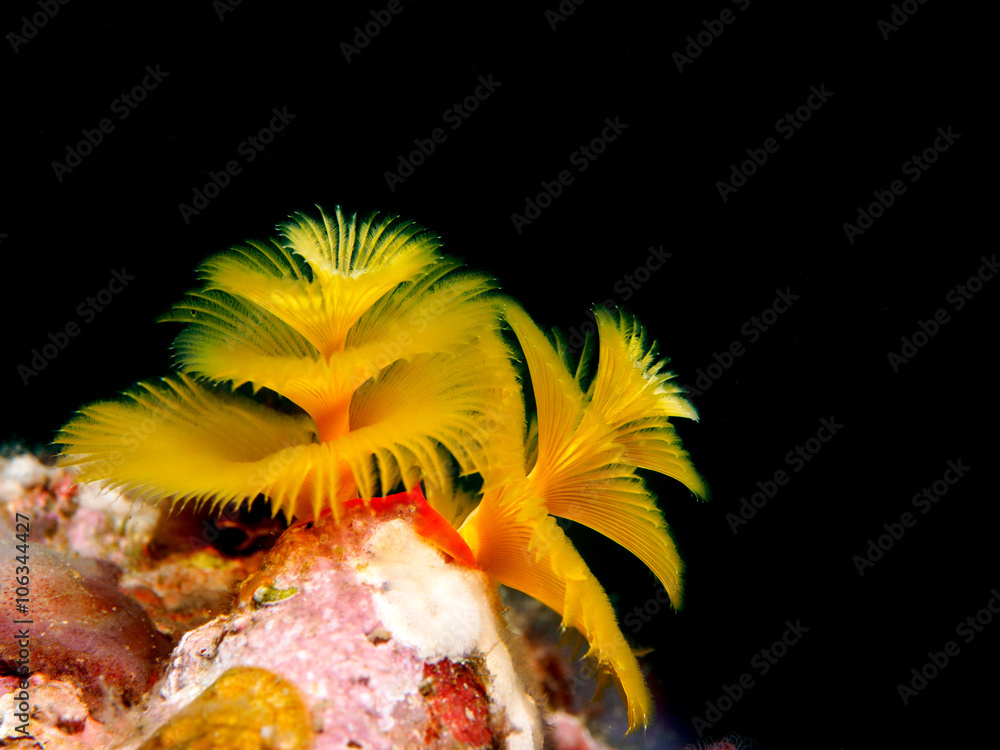 Fototapeta premium Yellow Christmas tree tube worm coral on reef