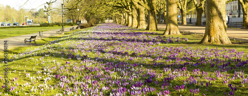 Spring flowering crocuses in the park
