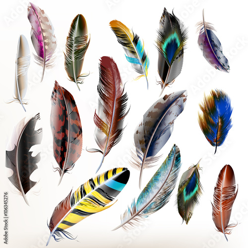 Set of vector realistic colorful feathers