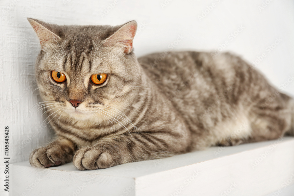 Grey cat isolated on white background - obrazy, fototapety, plakaty 