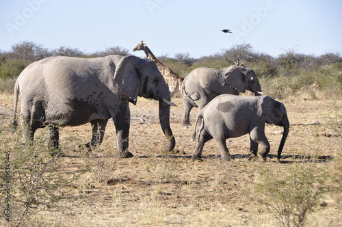Elefanten mit einem Baby im Etosha PArk. Elephants with a baby i