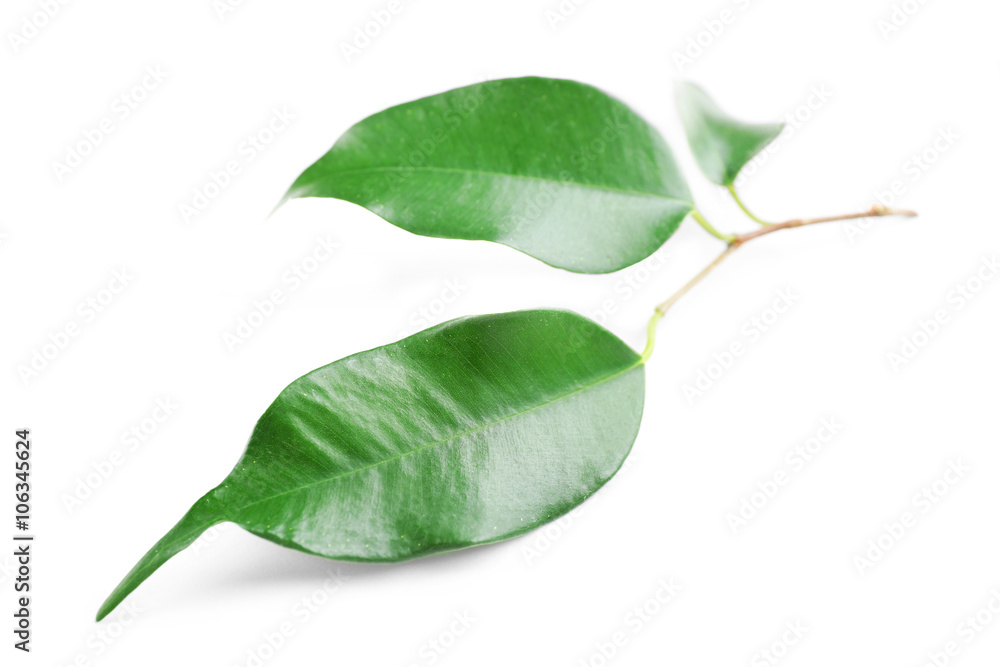 Rubber plant isolated on white Rubber plant isolated on white