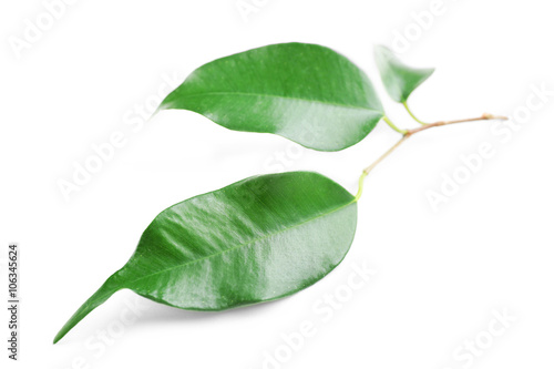 Rubber plant isolated on white © Africa Studio
