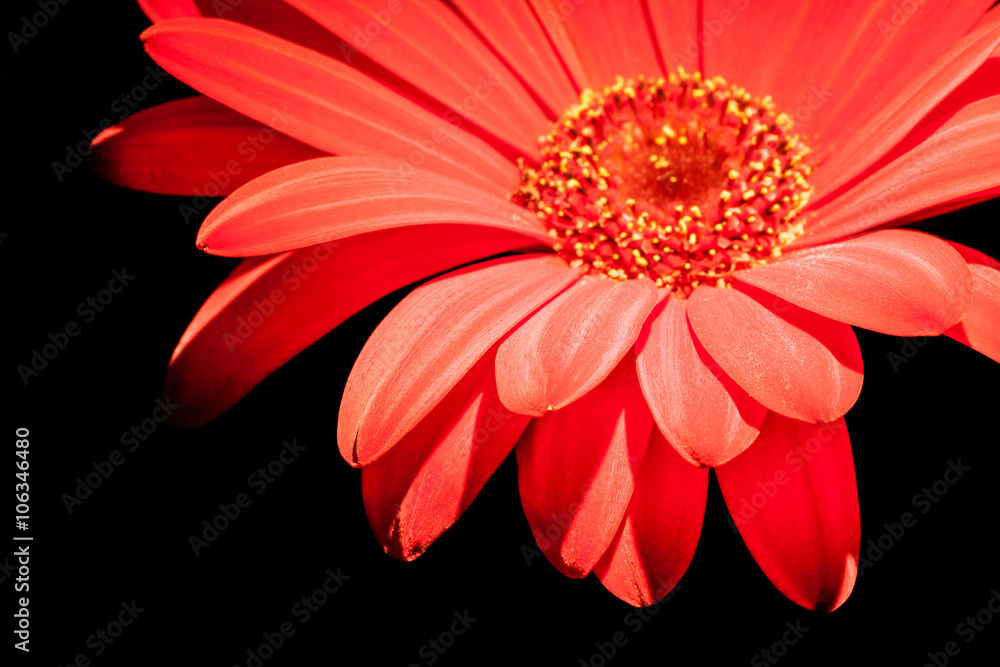 red gerbera flower closeup