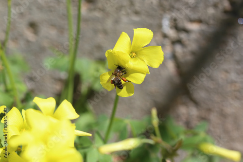 Oxalis y las abejas photo