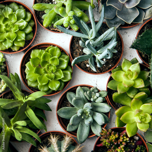 Floral pattern. Succulents. Background.