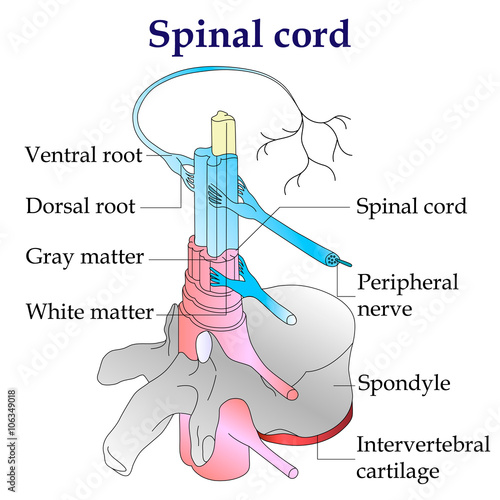 spinal cord diagram. Central nervous system