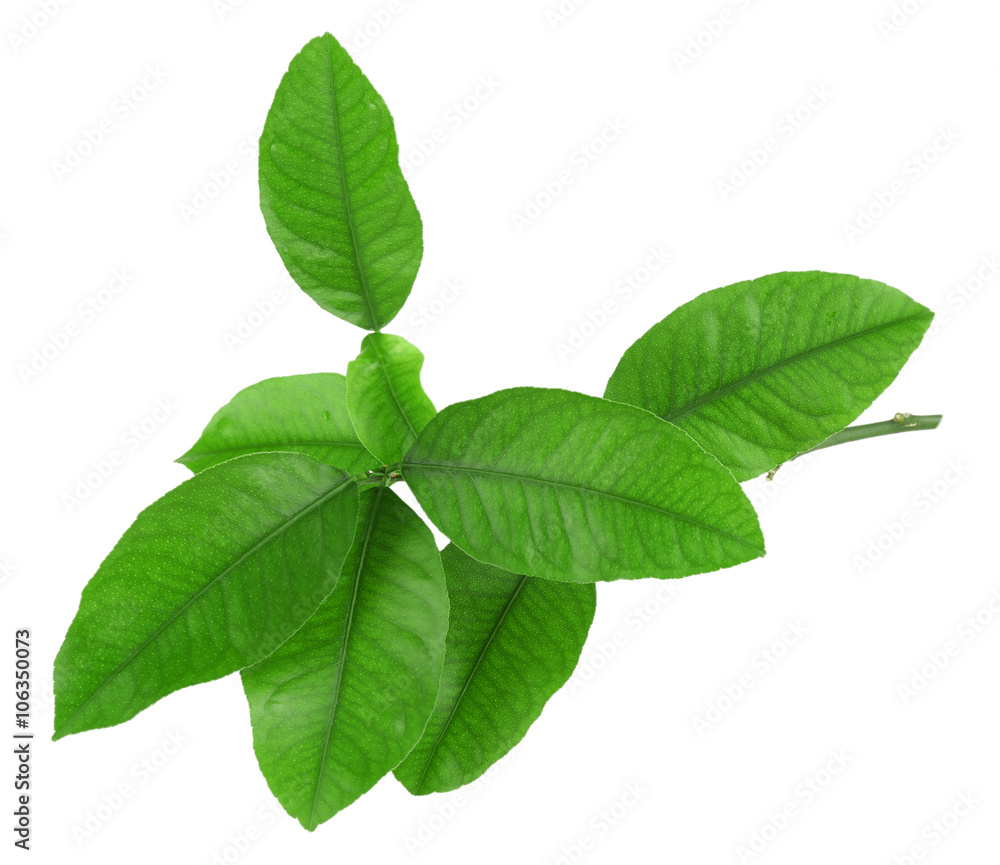 Green citrus leaves isolated on white Green citrus leaves isolated on white
