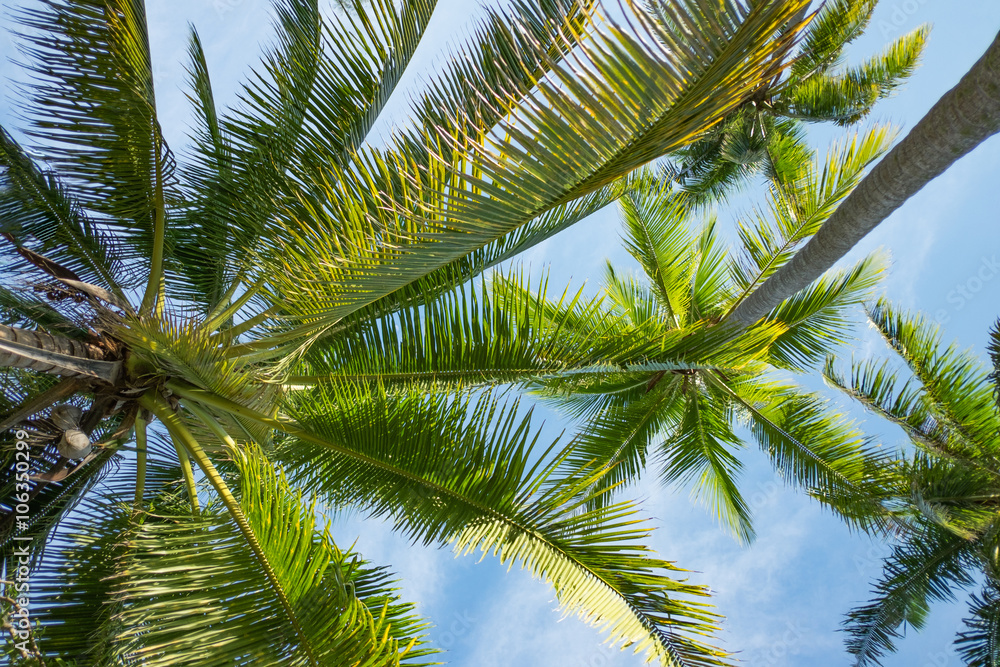 Fototapeta premium Coconut tree