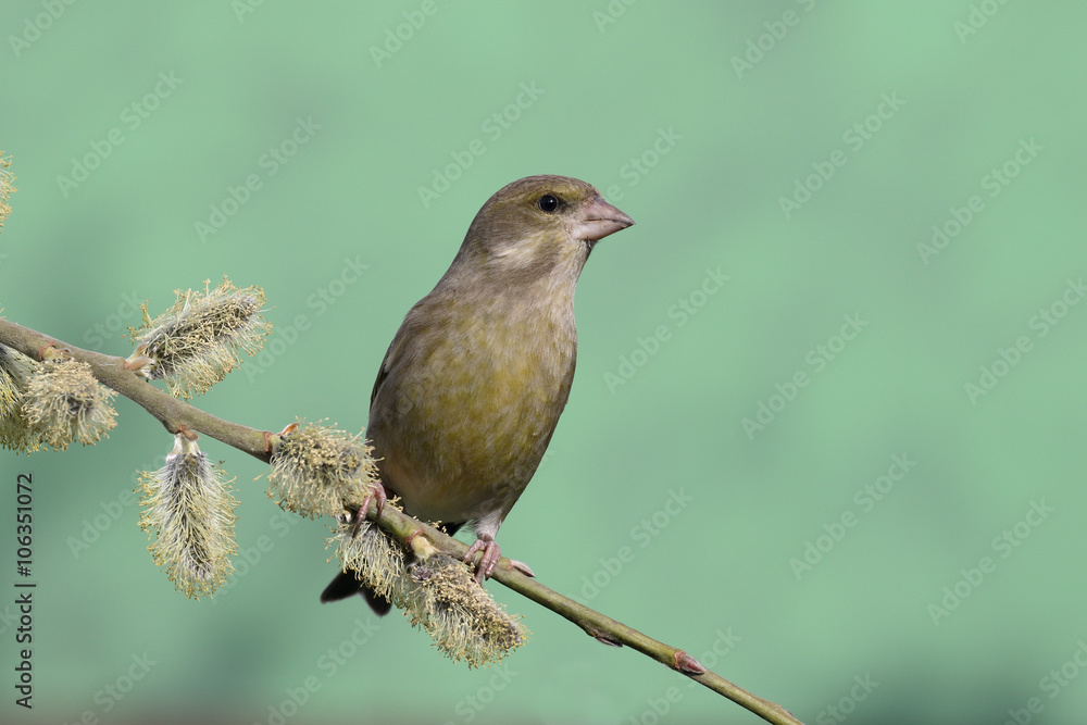 Obraz premium Greenfinch, Carduelis chloris