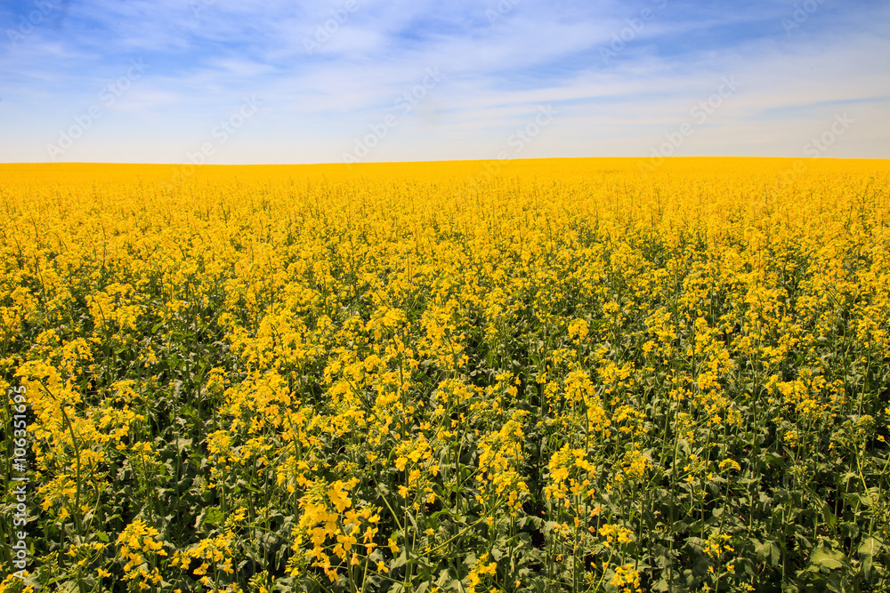 yellow rapeseed field in blossom yellow rapeseed field in blossom