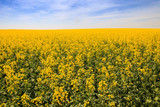 yellow rapeseed field in blossom