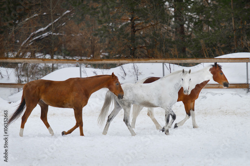horses walking in the paddock in winter