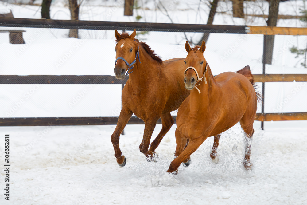 horses running in the paddock in winter horses running in the paddock in winter