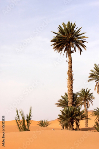 palm absorbs Saharan sand  Morocco