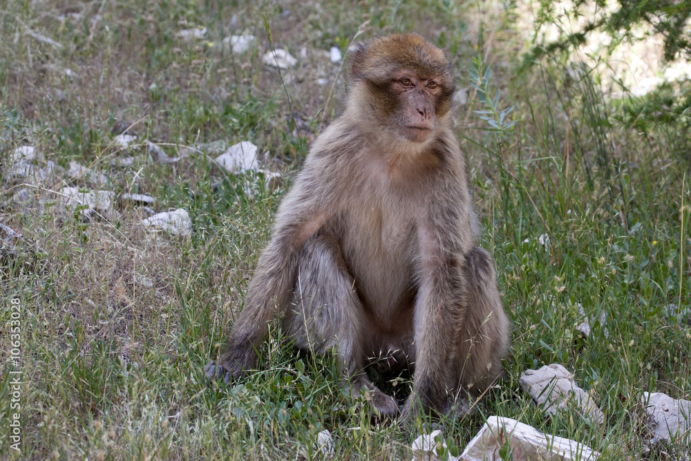 Fototapeta premium Young Barbary Ape, Macaca Sylvanus, Atlas Mountains, Morocco
